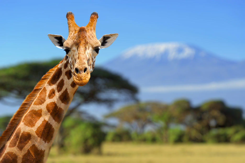Giraffe,In,Front,Of,Kilimanjaro,Mountain,-,Amboseli,National,Park