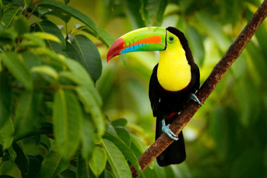 Keel-billed,Toucan,,Ramphastos,Sulfuratus,,Bird,With,Big,Bill,Sitting,On