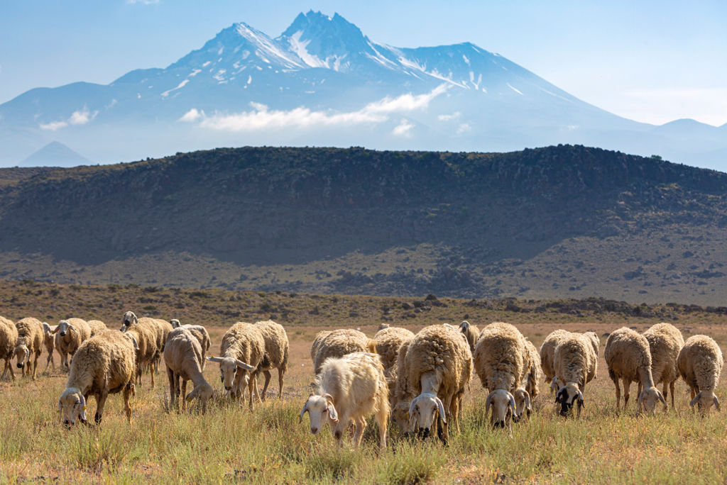 Herd,Of,Sheep,And,Mount,Erciyes