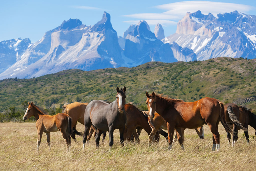 Wild,Horses,In,The,National,Park,Torres,Del,Paine,,Patagonia,