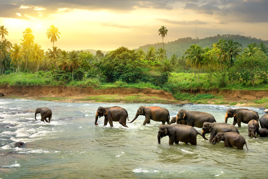 Elephants,In,River