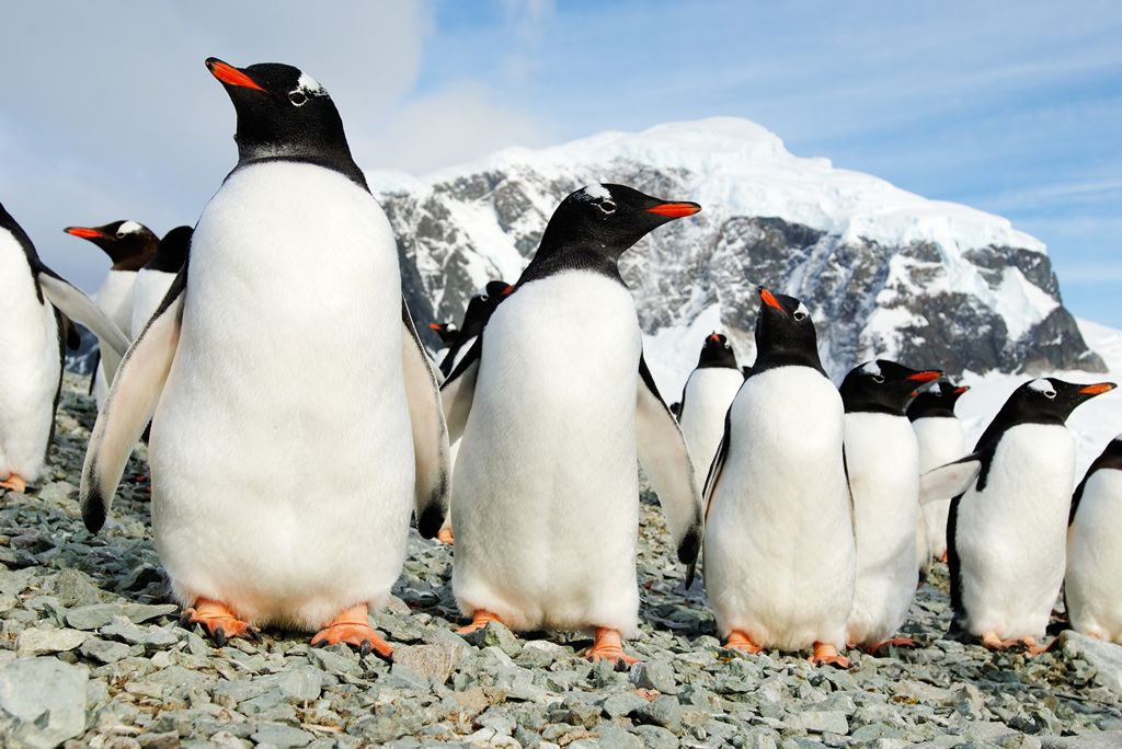 Antarctic Peninsula - Danco Island - Ezelspinguïn