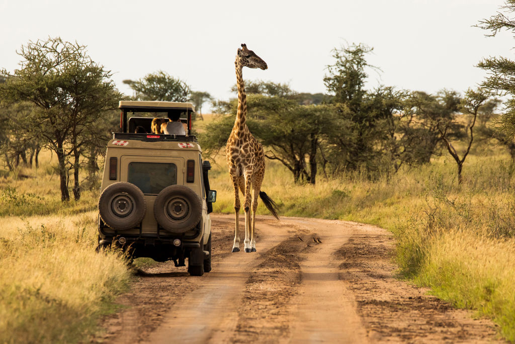 Giraffe,With,Trees,In,Background,During,Sunset,Safari,In,Serengeti