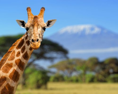 Giraffe,In,Front,Of,Kilimanjaro,Mountain,-,Amboseli,National,Park