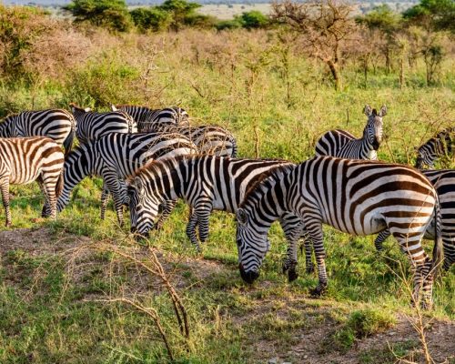 Zebras,(hippotigris),At,Serengeti,National,Park,,Tanzania.,Wildlife,Photo