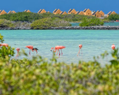 Kralendijk-bonaire,,Few,Flamingo,Finding,Food,In,The,Salty,Waters,Of