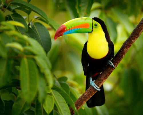 Keel-billed,Toucan,,Ramphastos,Sulfuratus,,Bird,With,Big,Bill,Sitting,On