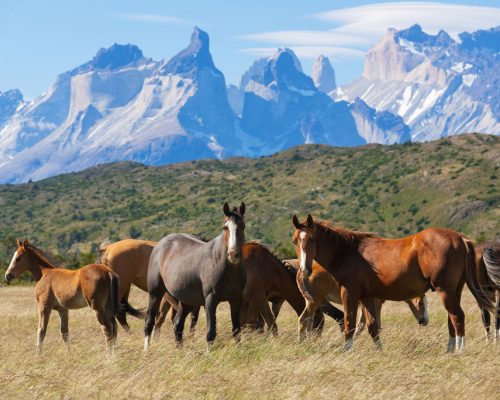 Wild,Horses,In,The,National,Park,Torres,Del,Paine,,Patagonia,