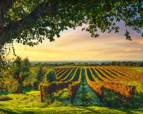 Bolgheri,Vineyard,,Olive,Trees,And,Flowers,At,Sunset.,Tree,As