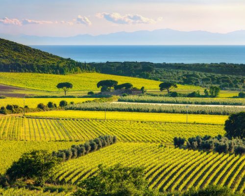 Bolgheri,And,Castagneto,Vineyard,And,Elba,Island,On,Background.,Maremma