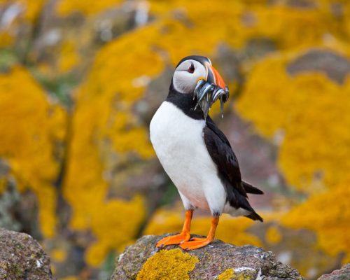 Atlantic,Puffin,,Isle,Of,May,,Scotland