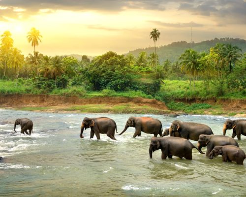 Elephants,In,River