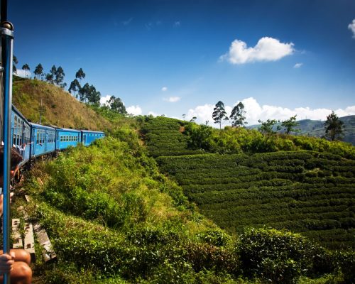 Train,From,Nuwara,Eliya,To,Kandy,Among,Tea,Plantations,In