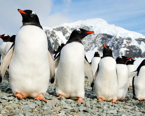 Antarctic Peninsula - Danco Island - Ezelspinguïn