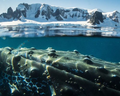 Oceanwide Expeditions