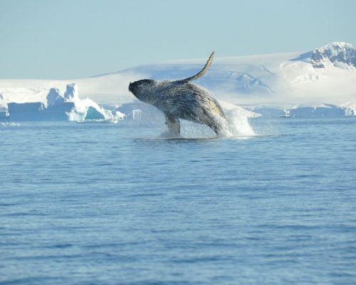 Humpback whale, breaching, Antarctica
