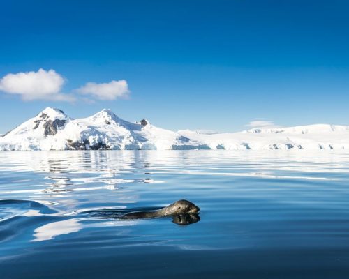 Oceanwide Expeditions
