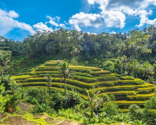 Tegallalang,Rice,Terrace,In,Bali,,Indonesia