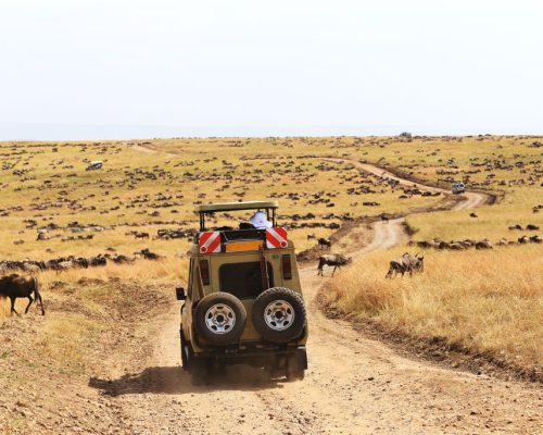 Safari,Game,Drive,During,The,Great,Wildebeest,Migration,Across,Northern