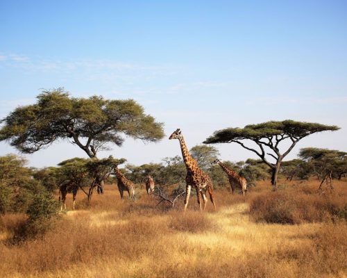 Maasai,Giraffe,(giraffa,Tippelskirchi),And,Umbrella,Tree,In,Serengeti,National
