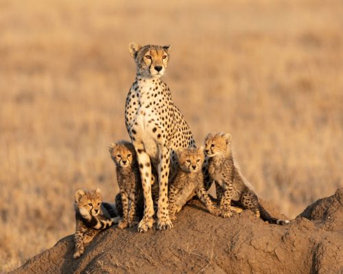 Female,Cheetah,And,Her,Four,Tiny,Cubs,Sitting,On,A
