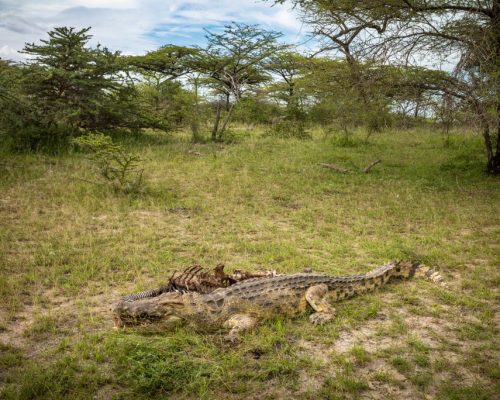 A,Nile,Crocodile,(crocodylus,Niloticus),Drags,A,Dead,Plains,Zebra