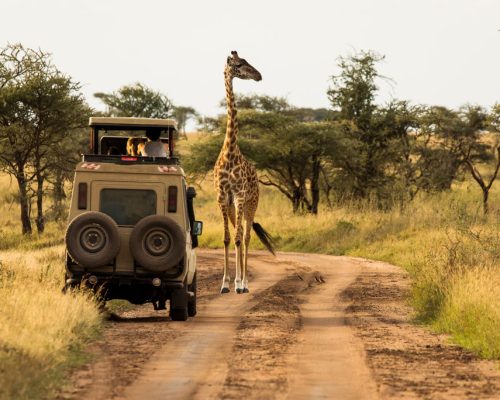Giraffe,With,Trees,In,Background,During,Sunset,Safari,In,Serengeti