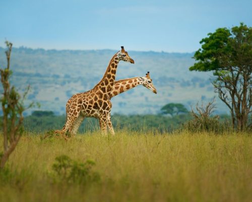 Rothschild's,Giraffe,-,Giraffa,Camelopardalis,Rothschildi,Subspecies,Of,The,Northern