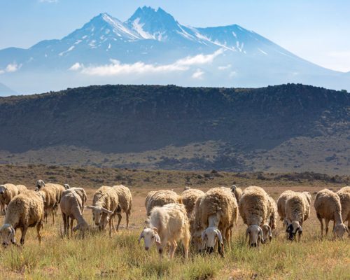 Herd,Of,Sheep,And,Mount,Erciyes