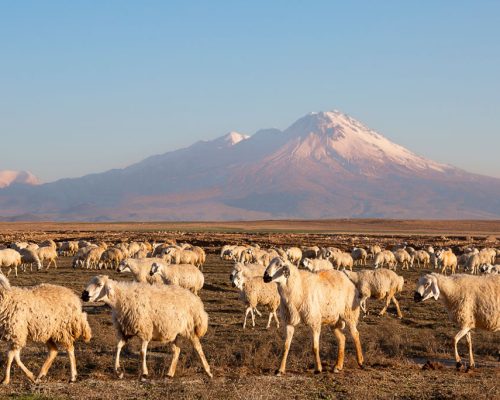 Herd,Of,Sheep,With,The,Hasandag,Volcano,In,The,Background